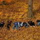 Illustration for article titled Shooting Challenge Fall Leaves Gallery 8